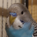 noblebirb Discord emoji