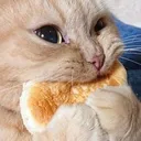 catchow