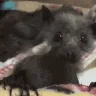 batjam