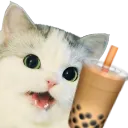 bobacat
