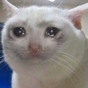 cryingcat
