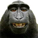 monkesmile monkesmile