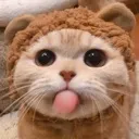 catcutelick catcutelick