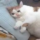 cat_comfy_cry