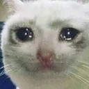 Sad_cat Sad_cat
