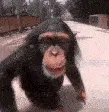 monkeyKiss