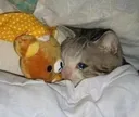 Sad_cat