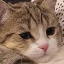 DA_CatConfused Discord Emoji