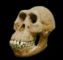 skull0