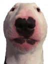 memes_stare_dog Discord emoji