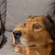 dogWhat