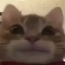 starecat