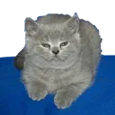 CatJustThe Discord Emoji