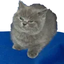 CatTwoOfUs Discord Emoji