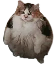 CatFatt Discord Emoji