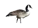 CobraBird