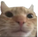 SwagCat