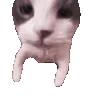 CatKiss CatKiss