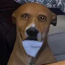 whatthedogdoin whatthedogdoin
