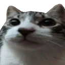 ahsocat