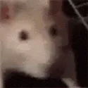 ratJAM ratJAM