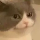 smugcat