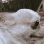 DogWTF