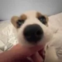 Doggo