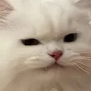 sus4