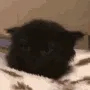 ear_cat