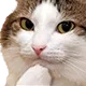 kittythonk