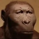 baboon_mentality