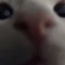 cat cat