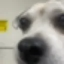 Dogstare