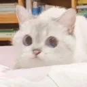 Kitty_Stare