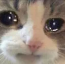 sadCat