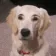dogbrows