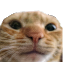 catwithnoears Discord emoji