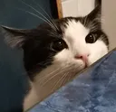 peek peek