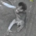 PR_monkeyhug