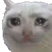 CatCrying1