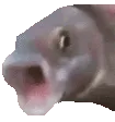 OOOO