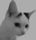 CIgigacat CIgigacat