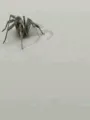 pider