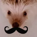 mustachehedgehog mustachehedgehog