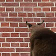 x6klvsFloppawall