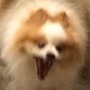 dogscrem