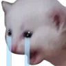 BM_CatCryTears