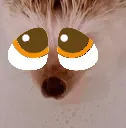 pleading_facehedgehog