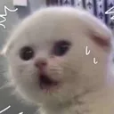 cat_batngochuabaza